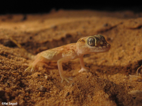 ישימונית תמנע Middle Eastern Short -fingered Gecko                       Stenodactylus doriae  שמורת שיזף דצמבר 2006